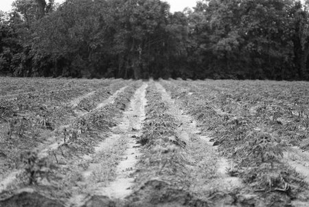balck and white analog negative film photo by ilford pan 400の写真素材