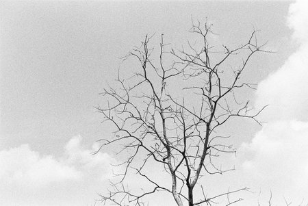 balck and white analog negative film photo by ilford pan 400の写真素材