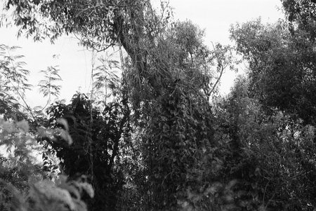 balck and white analog negative film photo by ilford pan 400の写真素材