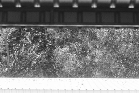 balck and white analog negative film photo by ilford pan 400の写真素材