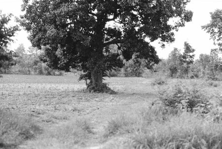 balck and white analog negative film photo by ilford pan 400の写真素材