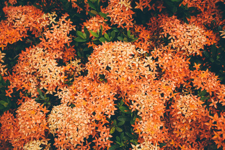orange flower backgroundの写真素材