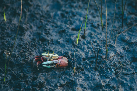crab on the beachの写真素材