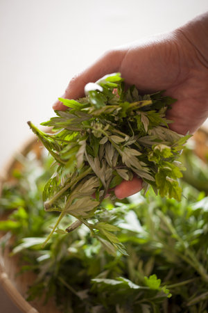Artemisia princeps of japanese