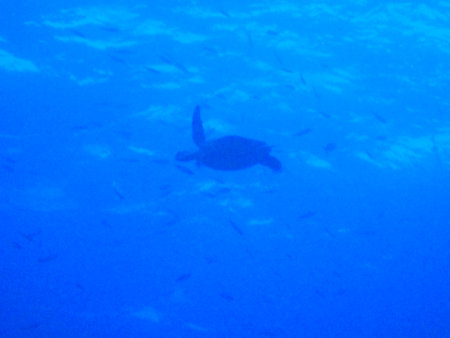 Saipan Scuba Divingの写真素材