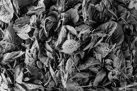 Fresh organic basilic leavesの写真素材