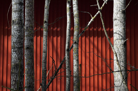 finnish treesの写真素材