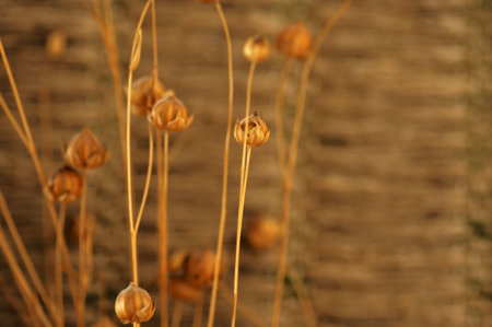 dry flower arrangementの写真素材