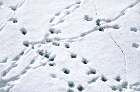 tracks on snowの写真素材