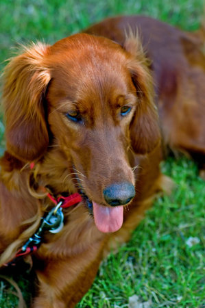 friendly dogの写真素材