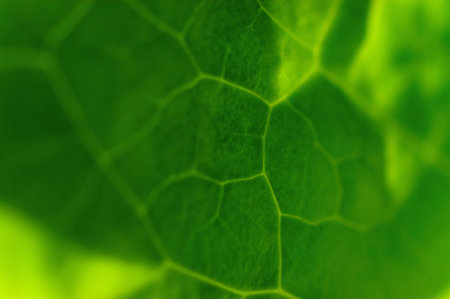 macro leaf