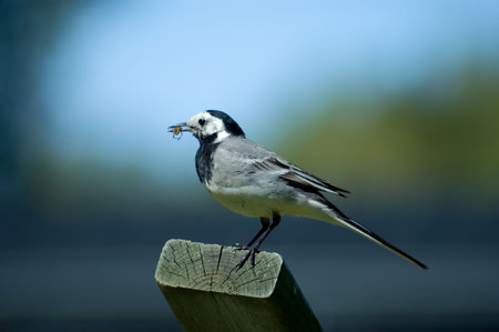 small wagtailの写真素材