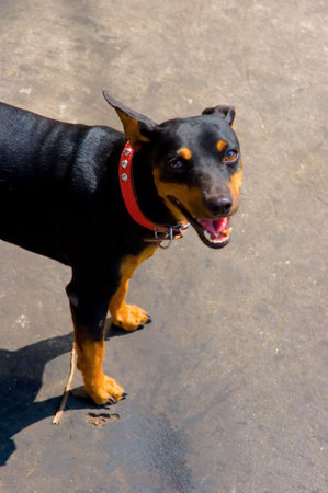 street dogの写真素材