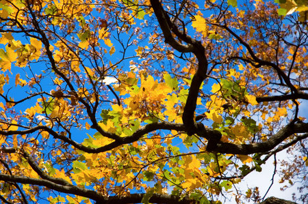 autumn foliage