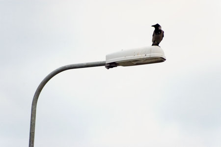 bird on lamp postの写真素材