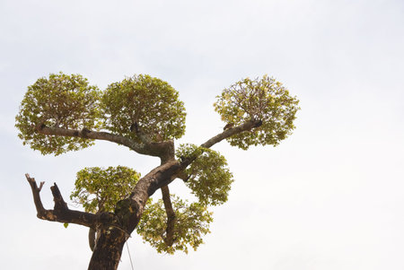 pruned tree in bonsai styleの写真素材