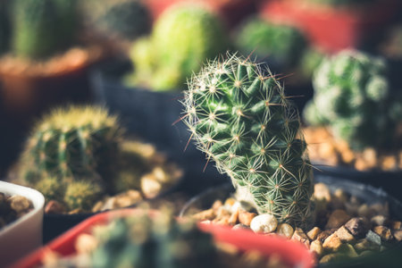 Cactus flower, vintage toneの写真素材