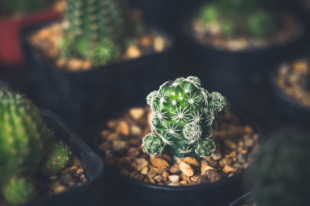 Cactus flower, vintage toneの写真素材