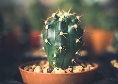 Cactus flower, vintage toneの写真素材