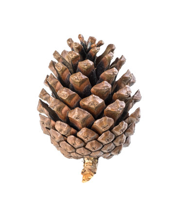 Pine cone isolated on white backgroundの写真素材