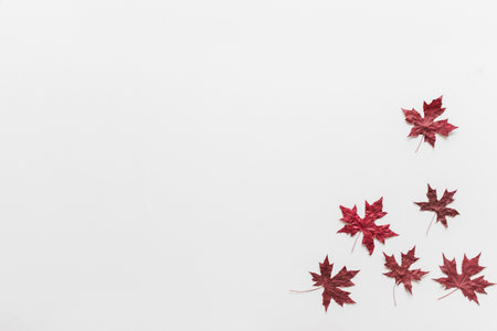 Maple leaves/leaf dry red color in fall autumn seasonal over white background with copy space. flatlayの写真素材