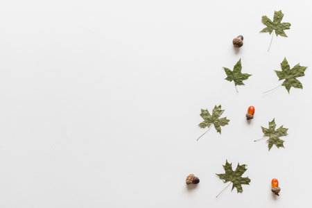 Maple leaves/leaf dry green color in fall autumn seasonal over white background with copy space. flatlayの写真素材