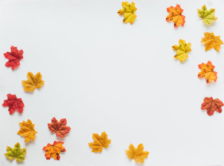 Maple leaves/leaf changing color from green to red in fall autumn seasonal over white background with copy space. flatlayの写真素材
