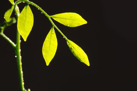 Four leavesの写真素材