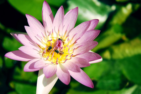 Lotus with Beeの写真素材