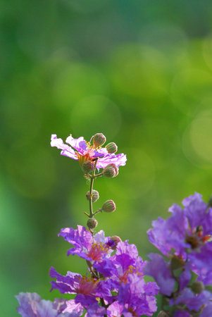 violet flowers on bokeh の写真素材