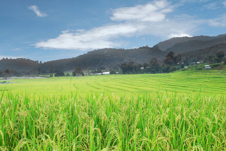Rice Field の写真素材
