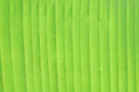 Abstract banana leaf backgroundの写真素材