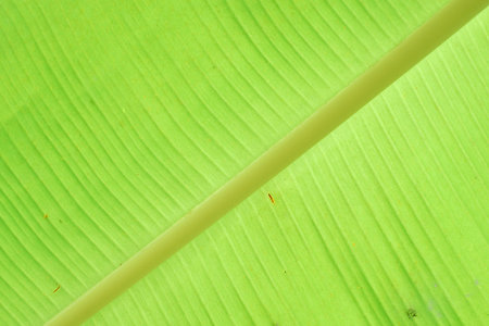Abstract banana leaf backgroundの写真素材