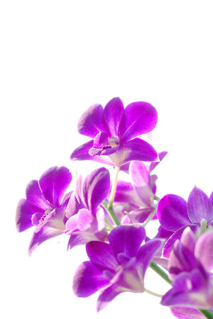 Panicle of orchids on white backgroundの写真素材