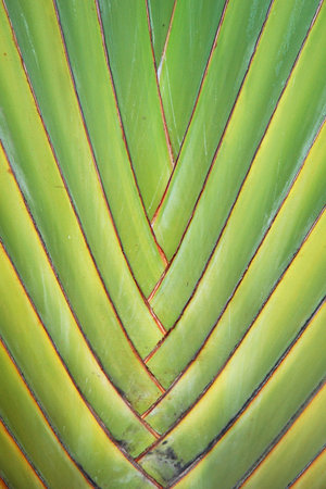 Pattern of ornamental banana branchの写真素材