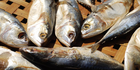 Close-up of dried fishの写真素材