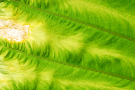 Abstract of leaf background