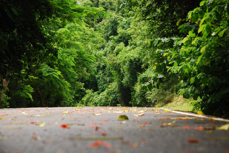 blur surface of road in forestの写真素材