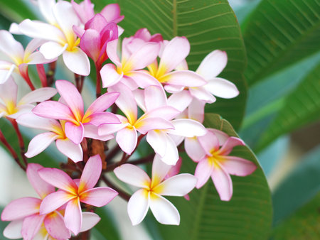Pink frangipani flowers with green leaves backgroundの写真素材