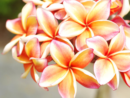 Pink frangipani flowersの写真素材