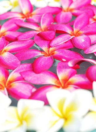 Frangipani fllower on water の写真素材