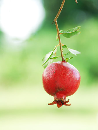 Pomegranate Fruit on Tree Branch.の写真素材