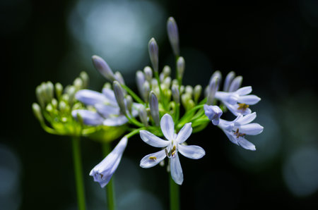 African lilyAgapanthusの写真素材