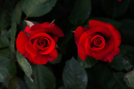 roseの写真素材
