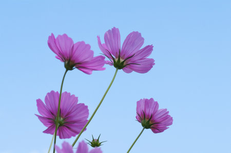 cosmos flowerの写真素材