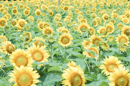 sunflowerの写真素材