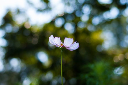 cosmos flowerの写真素材
