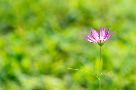 cosmos flowerの写真素材