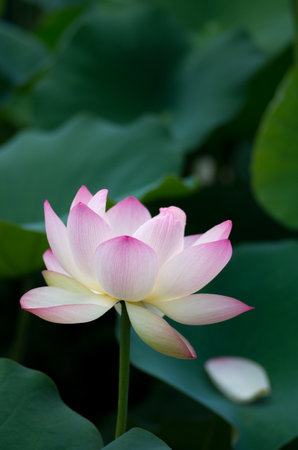 lotus flowerの写真素材