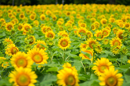 sunflowerの写真素材